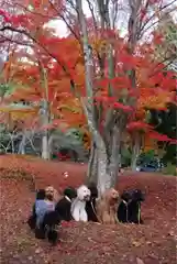 土津神社｜こどもと出世の神さまの動物