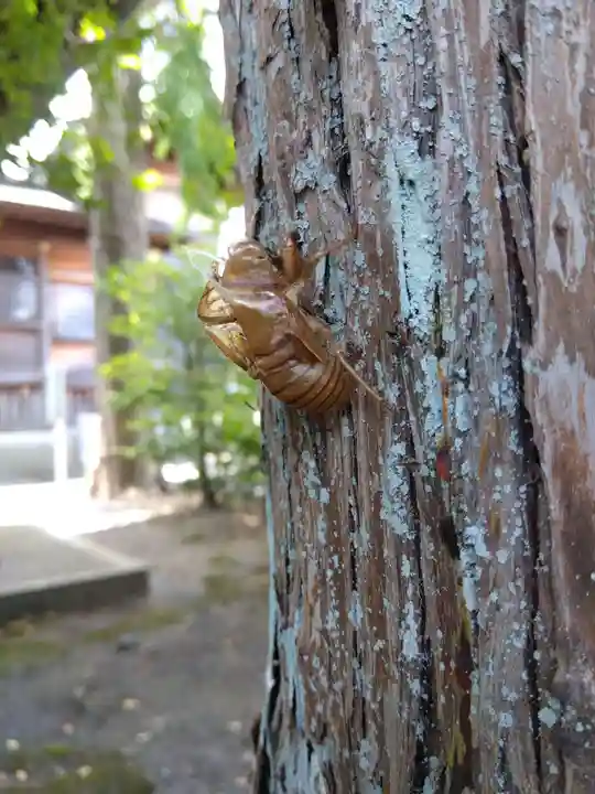 杉杜白髭神社(福井県)