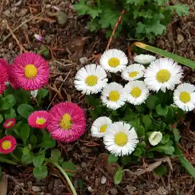 二兒神社(福岡県)