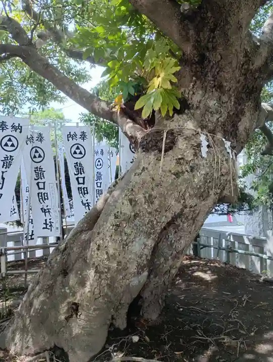 龍口明神社(神奈川県)