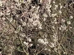 菅原天満宮の自然