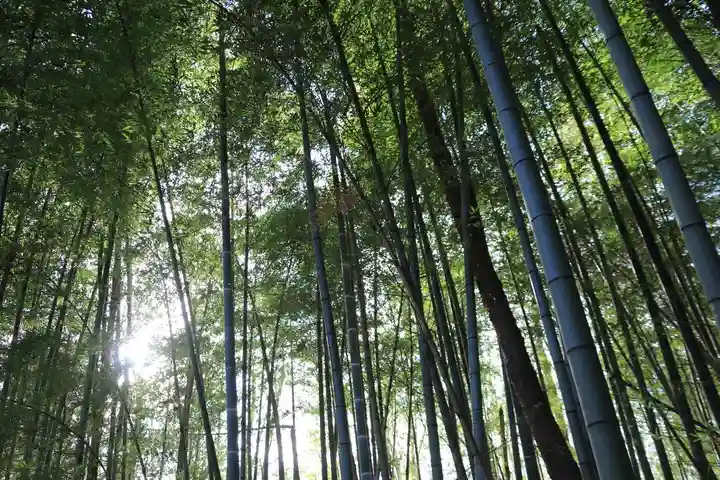 熊野神社の自然