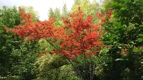 華厳寺（鈴虫寺）の自然