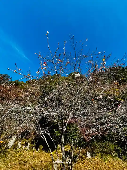 安国寺(京都府)
