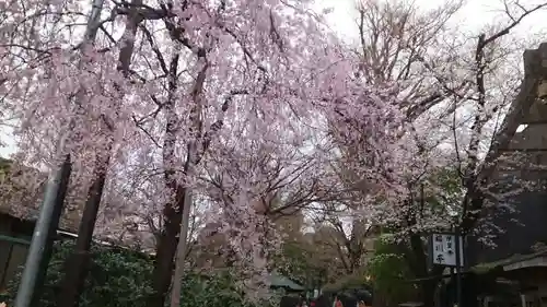 上野東照宮の自然