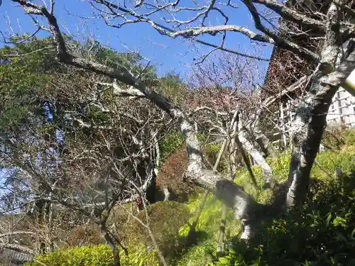 荏柄天神社の自然