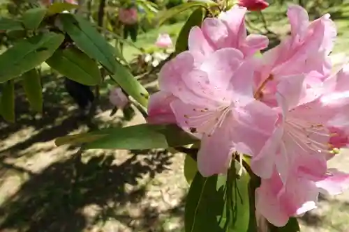 半木神社（賀茂別雷神社境外末社）の自然