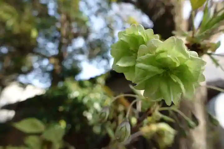 大報恩寺(千本釈迦堂)の自然