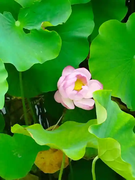 天龍寺(京都府)