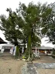 八枝神社の自然