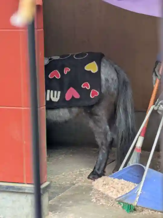 神田神社(神田明神)の動物