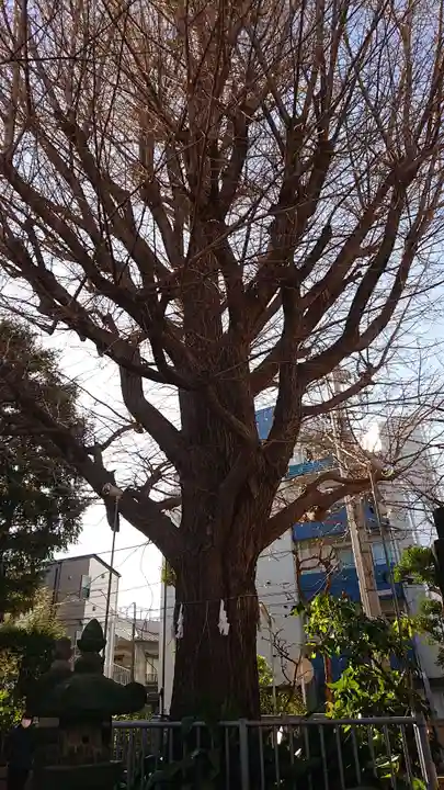 秋葉神社の自然