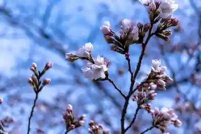 平野神社(京都府)