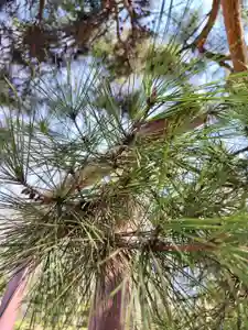 厚別神社(北海道)(2023年03月30日(木) 10時27分51秒投稿)