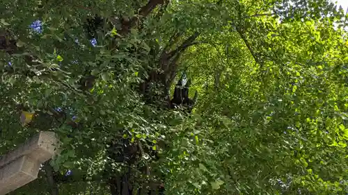 飛木稲荷神社の自然
