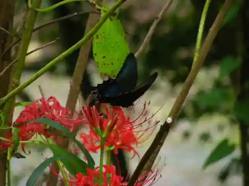 普門寺(切り絵御朱印発祥の寺)の動物