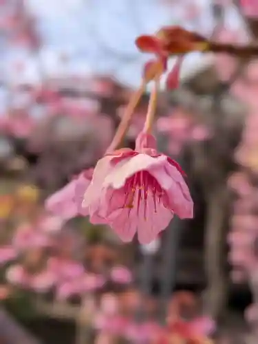 桜神宮(東京都)