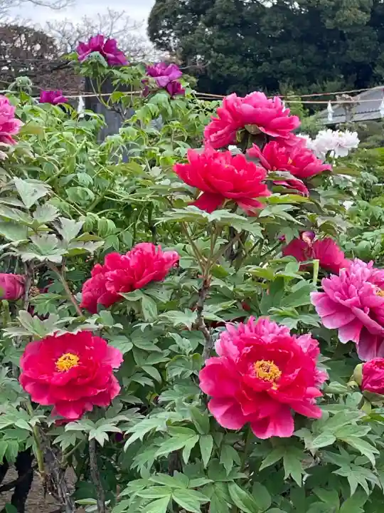 箭弓稲荷神社の{uncategorized: "未分類", other: "その他", undefined: "問題あり", building: "その他建物", grave: "お墓", sacred_gate: "鳥居", guardian: "狛犬", statue: "像", buddha: "仏像", history: "歴史", nature: "自然", garden: "庭園", animal: "動物", pagoda: "塔", temizu: "手水舎", mountain_gate: "山門・神門", sanctuary: "本殿・本堂", subordinate: "末社・摂社", art: "芸術", scenery: "景色", jizo: "地蔵", ema: "絵馬", goshuin: "御朱印", omikuji: "おみくじ", items: "授与品その他", amulet: "お守り", goshuincho: "御朱印帳", eats: "食事", festival: "お祭り", votive_dance: "神楽", shichigosan: "七五三参", wedding: "結婚式", experience: "体験その他", initially: "初詣", around: "周辺", anti_infection: "感染症対策"}
