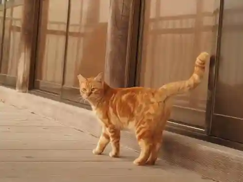 天王山 安楽寺(福井県)