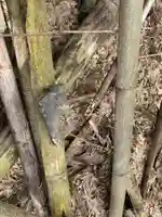 八幡神社のその他建物