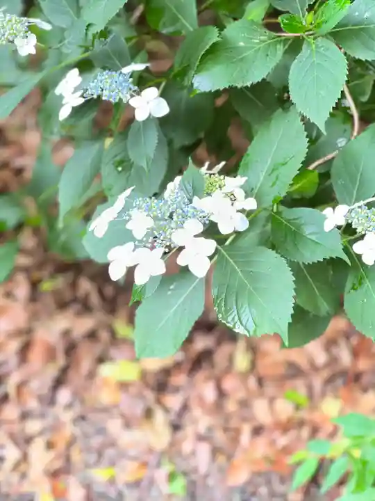 代々木八幡宮の自然
