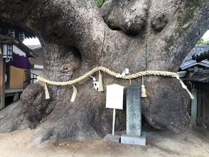 三島神社の自然