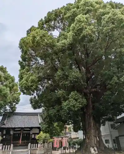 島頭天満宮(大阪府)