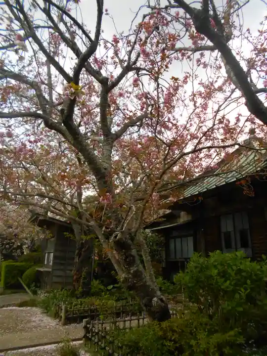 極楽寺(霊鷲山感應院極楽律寺)の自然