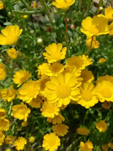 白金氷川神社の自然