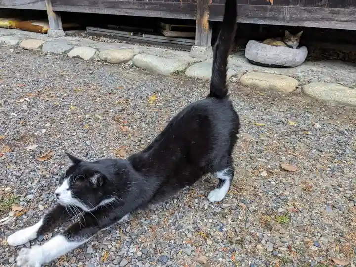 八幡社(柏井町)の動物