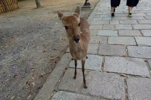 東大寺の動物