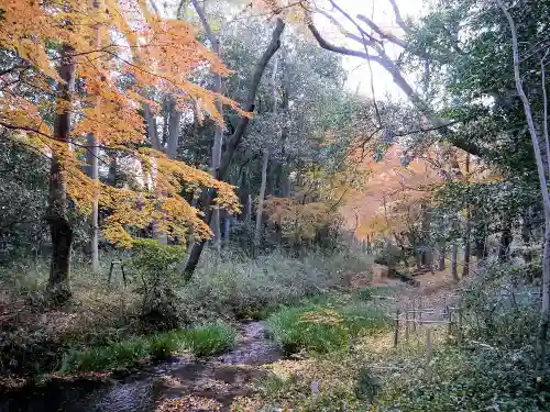 賀茂御祖神社（下鴨神社）の自然