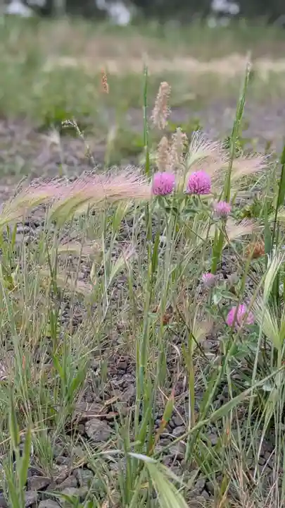 珸瑶瑁金刀比羅神社(北海道)