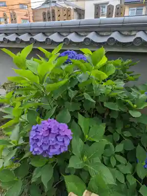 地蔵院（椿寺）(京都府)