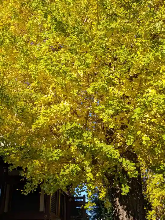 諏訪神社(東京都)