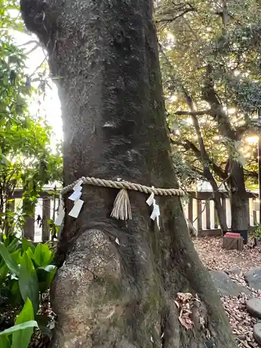 川越氷川神社の自然