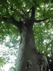 千草台杉山神社の自然