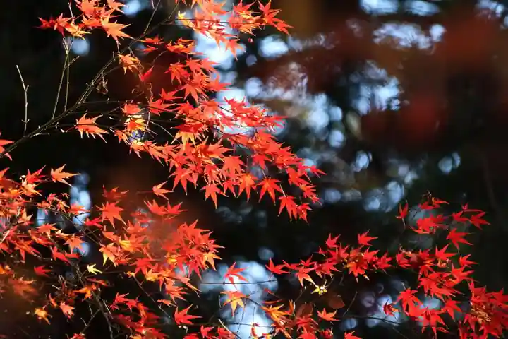 田村神社の自然