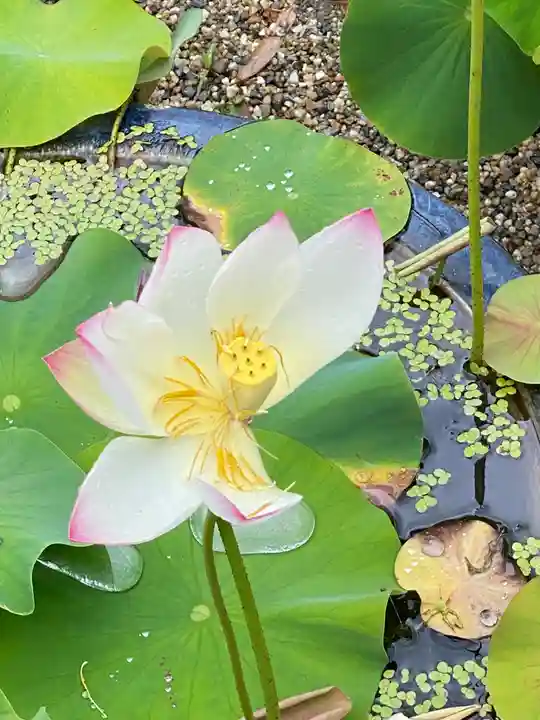 唐招提寺の自然