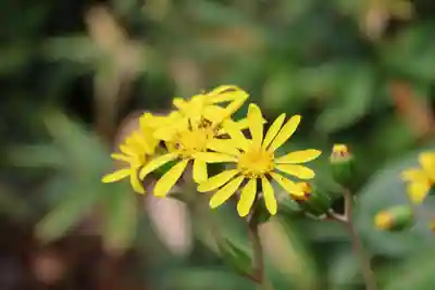 豊景神社の庭園