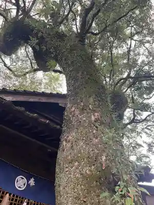 青井阿蘇神社(熊本県)
