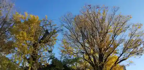 日枝神社の自然