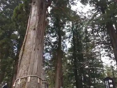戸隠神社中社(長野県)
