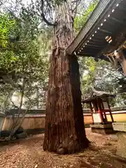 森神社(奈良県)