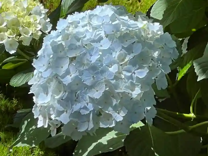 黄梅院(京都府)