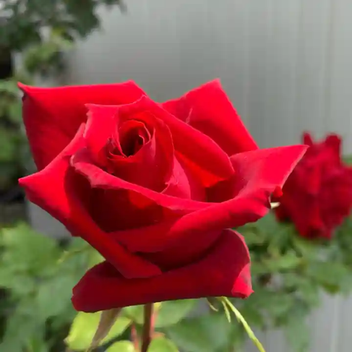 豊景神社の自然
