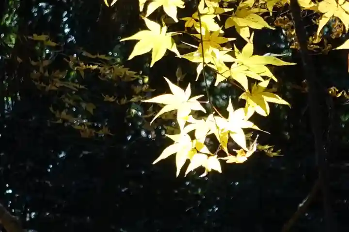 鷺森神社の自然