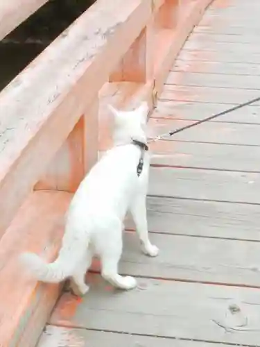 白水阿弥陀堂の動物