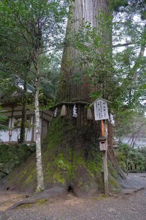 丹生川上神社(中社)の自然