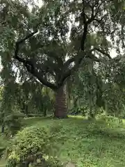 浄専寺の建物その他